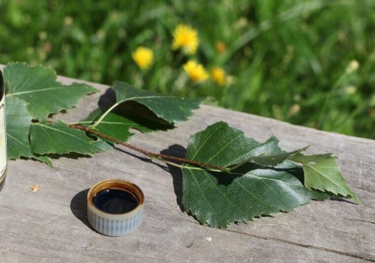 Birch tar from fungus